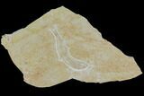 Jurassic Fossil Fish (Leptoleptis) - Solnhofen Limestone #112697-1